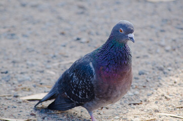 Alone beautiful pigeon bird walking on the ground.
