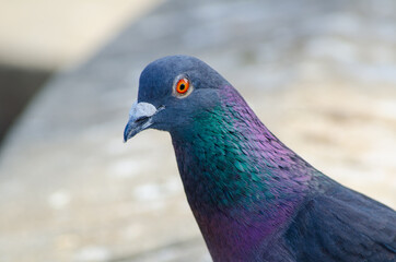 Close-up Male pigeon bird showing its beautiful neck color.