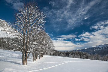 bäume in einer winterlandschaft mit skispuren in ramsau am dachstein alpen steiermark österreich, wintry landscape in ramsau dachstein austrian alps styria