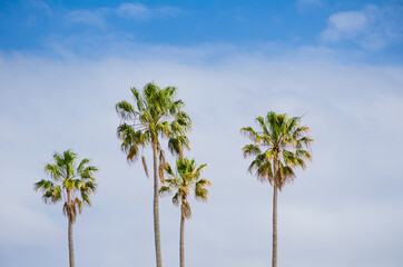 Two palm trees standing against the wind with blue sky in the background.