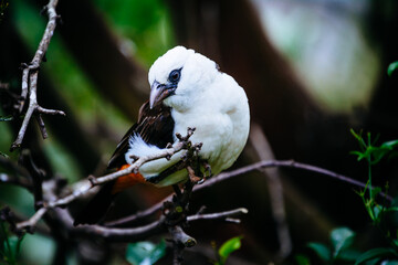 close up photo of colorful bird in the tree