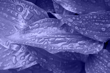 Top view photography of the glossy leafs with rain drops,colored in trendy 2022 color.