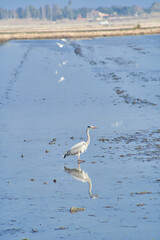 Gray heron, bird reflected in the water of the Albufera de Valencia. Copy space