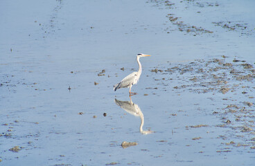 Gray heron, bird reflected in the water of the Albufera de Valencia. Copy space