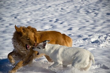 intense play of two dogs at snow nature background