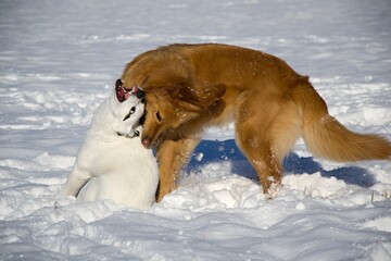intense play of two dogs at snow nature background
