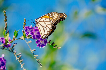 close up photo of butterfly on purple flower