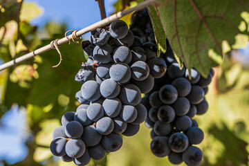 Uva Grape
