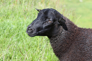 Schaf / Sheep / Ovis.