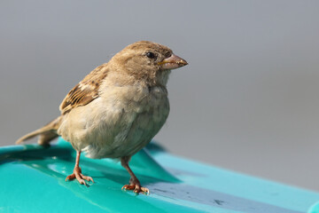 Haussperling / House sparrow / Passer domesticus