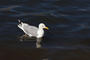 Silbermöwe / European herring gull / Larus argentatus