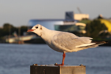 Zwergmöwe / Little gull / Hydrocoloeus minutus or Larus minutus.