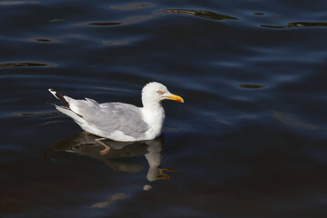 Silbermöwe / European herring gull / Larus argentatus
