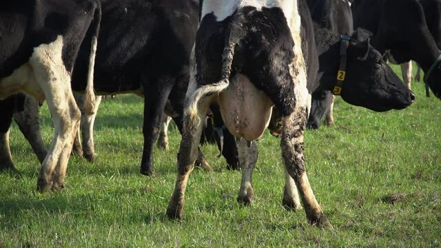 the cow urinates in a strong stream on the grass. concept of shame, stupidity, empty thought.