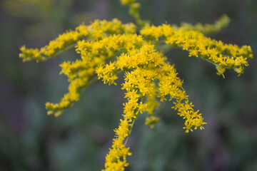 Goldenrod