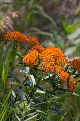 orange flowers in the garden