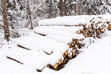 Stack of wooden logs in winter snow with forest background