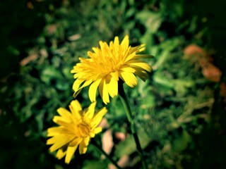 野生の黄色の花