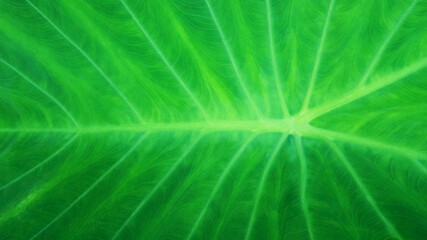 Bon leaf texture Light green with natural white streaks for backgrounds or other art and design illustrations.