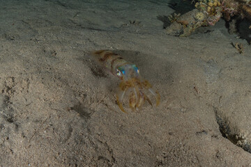 Squid in the Red Sea Colorful and beautiful, Eilat Israel
