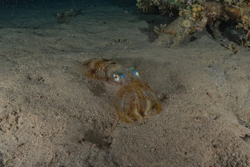 Squid in the Red Sea Colorful and beautiful, Eilat Israel
