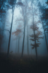 Fototapeta na wymiar Dense fog in dark forest at autumn. Beautiful landscape of nature. Blue light coming through the trees. High quality photo