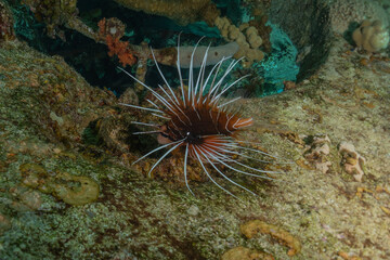 Lion fish in the Red Sea colorful fish, Eilat Israel
