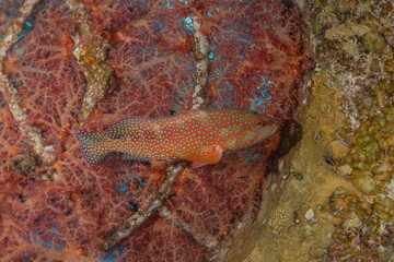 Fish swim in the Red Sea, colorful fish, Eilat Israel
