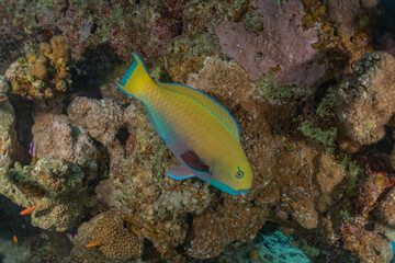 Fish swim in the Red Sea, colorful fish, Eilat Israel
