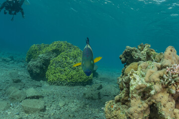 Fish swim in the Red Sea, colorful fish, Eilat Israel
