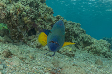 Fish swim in the Red Sea, colorful fish, Eilat Israel

