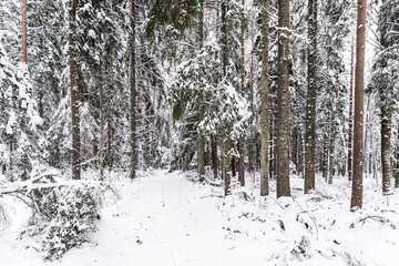 Coniferous forest on a snowy winter day