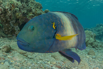 Fish swim in the Red Sea, colorful fish, Eilat Israel

