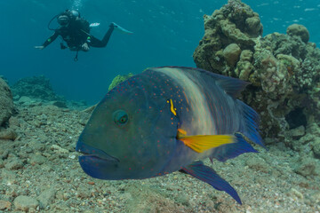 Fish swim in the Red Sea, colorful fish, Eilat Israel
