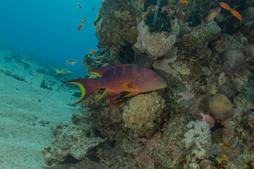 Fish swim in the Red Sea, colorful fish, Eilat Israel
