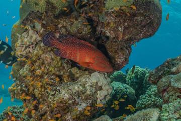 Fish swim in the Red Sea, colorful fish, Eilat Israel
