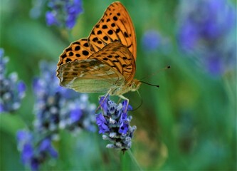 Orange butterfly and lavender flower