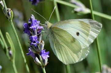 White butterfly and lavender flower in the meadow