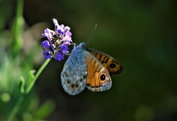 Orange butterfly and lavender flower