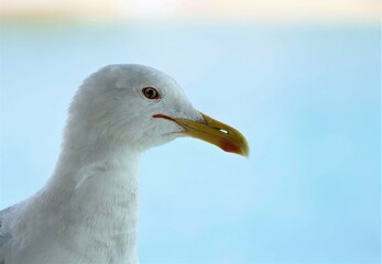 Portrait of beautiful seagull close details