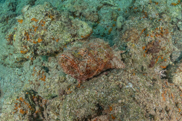 Fish swim in the Red Sea, colorful fish, Eilat Israel
