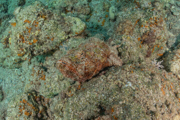 Fish swim in the Red Sea, colorful fish, Eilat Israel
