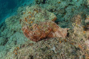 Fish swim in the Red Sea, colorful fish, Eilat Israel
