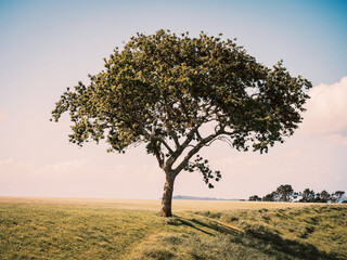 Lonely oak tree