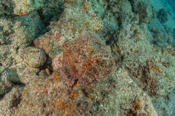 Fish swim in the Red Sea, colorful fish, Eilat Israel
