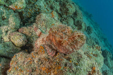 Fish swim in the Red Sea, colorful fish, Eilat Israel
