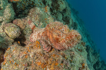 Fish swim in the Red Sea, colorful fish, Eilat Israel
