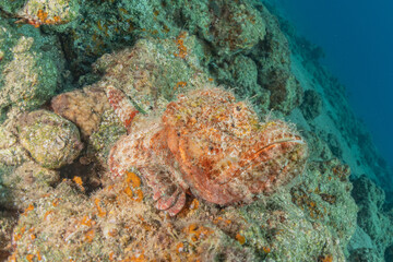 Fish swim in the Red Sea, colorful fish, Eilat Israel
