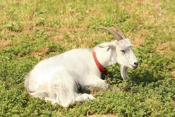 Obraz premium Cute funny goat on farm in sunny day