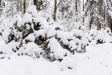 Many small spruces is covered with snow in the forest on a winter day